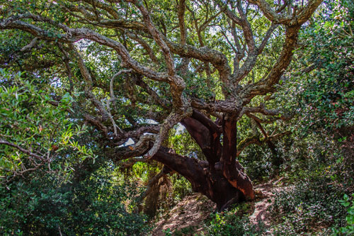 old cork oak