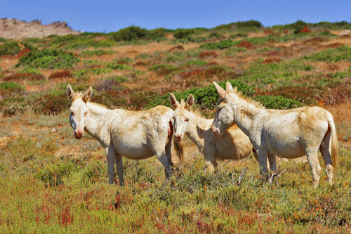 white donkeys on Asinara