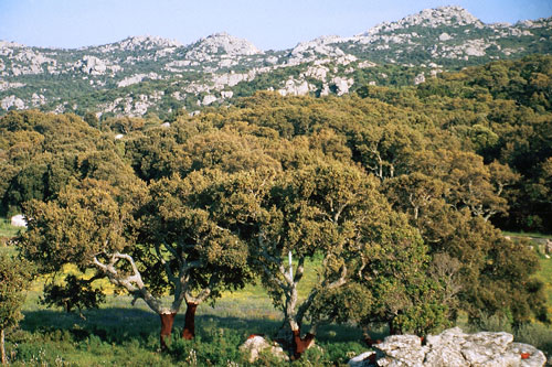 Cork Oak Forest