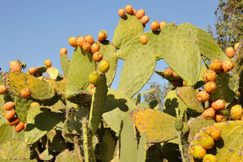 Prickly pear cacti