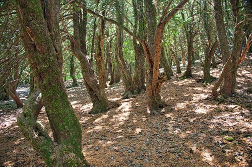 Geisterwald Sos Nibberos