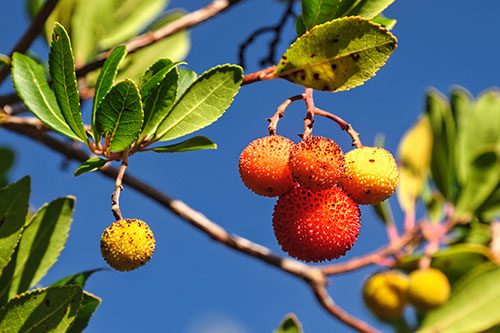 strawberry tree.