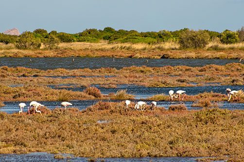 flamingos